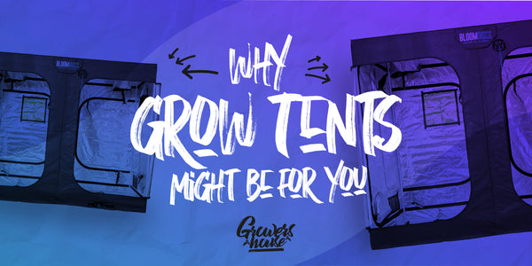 Getting In-Tents: Why a Grow Tent Might Be Right for You