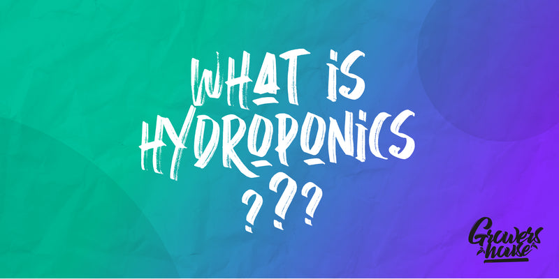 What is Hydroponics?: An Intro to Planet-Friendly Planting