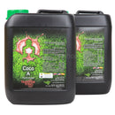 Buddhas Tree - Coco A&B