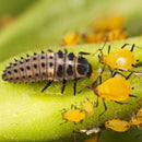 Ladybird Larvae (Adalia Bipunctata) Box of 250